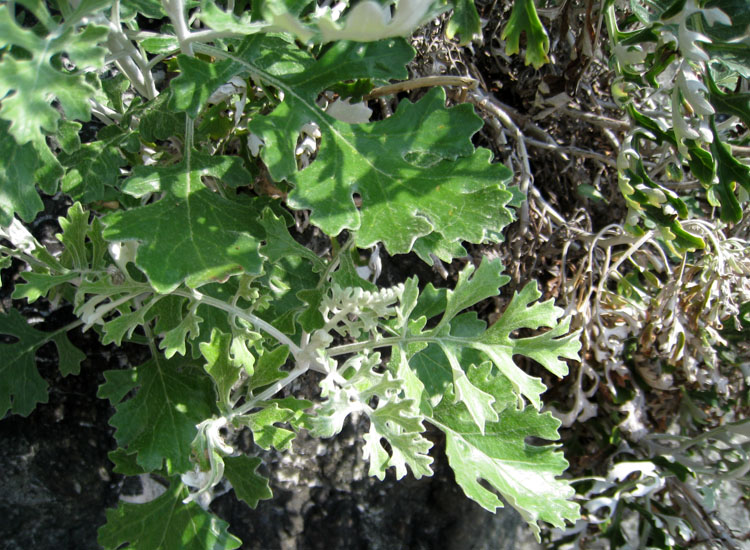 Euphorbia dendroides, Senecio cineraria e Sedum dasyphyllum